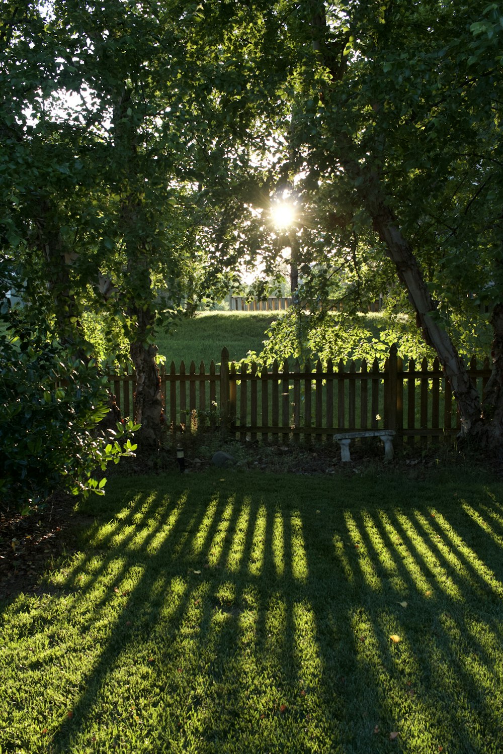 green grass field with trees during daytime