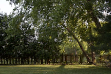 green grass field with trees