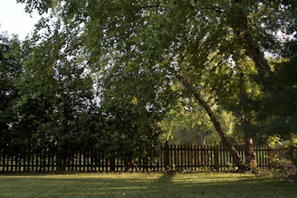 green grass field with trees