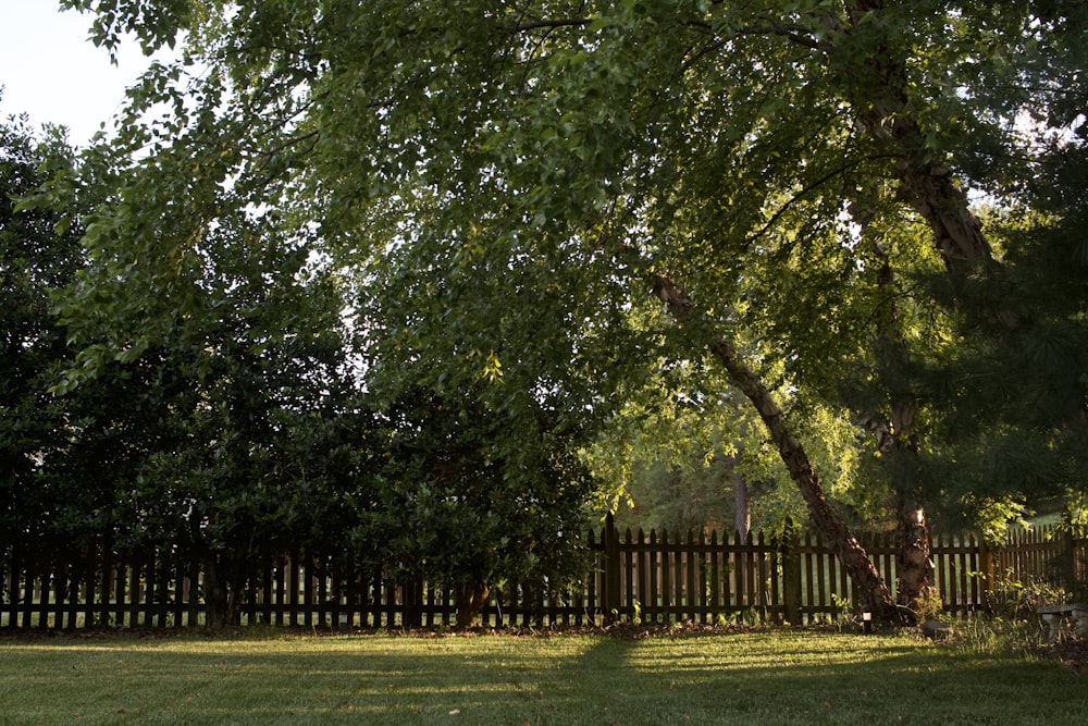 green grass field with trees