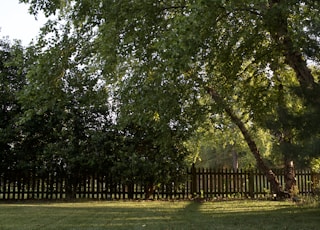 green grass field with trees