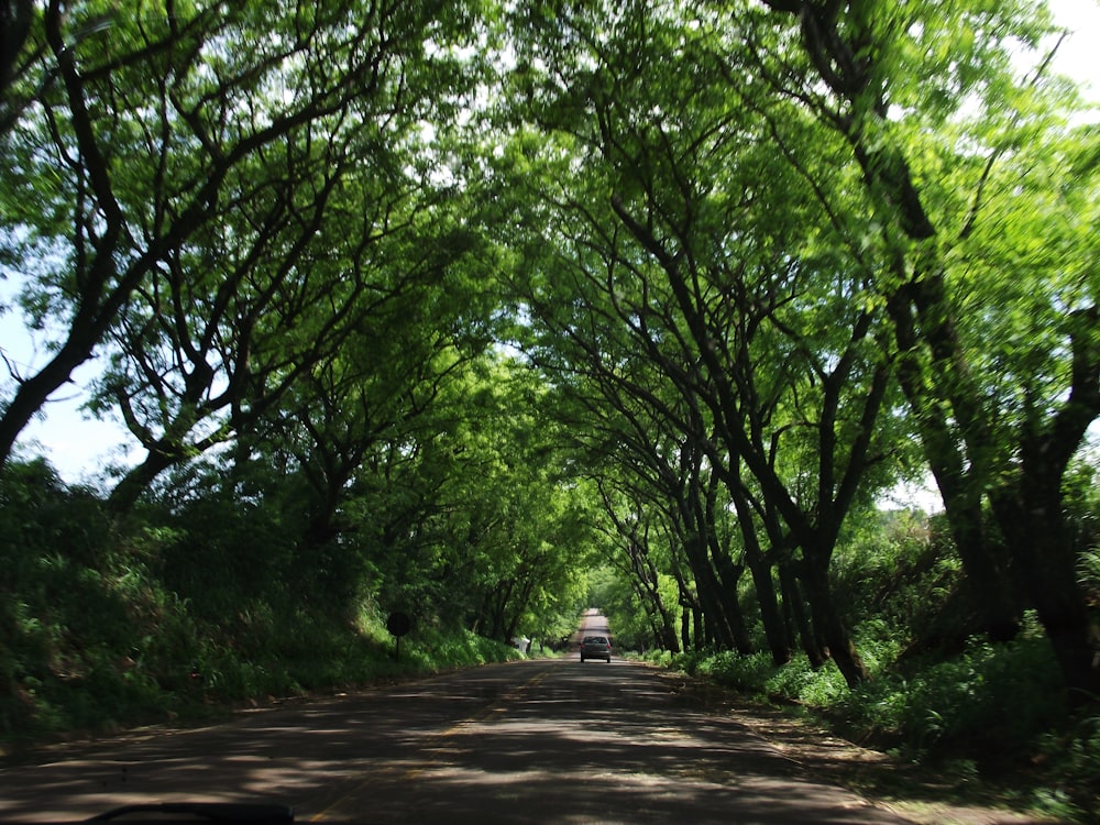 green trees on brown soil