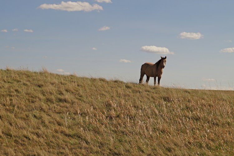 The Pony Express: 1,900 Miles of Mail at a Gallop