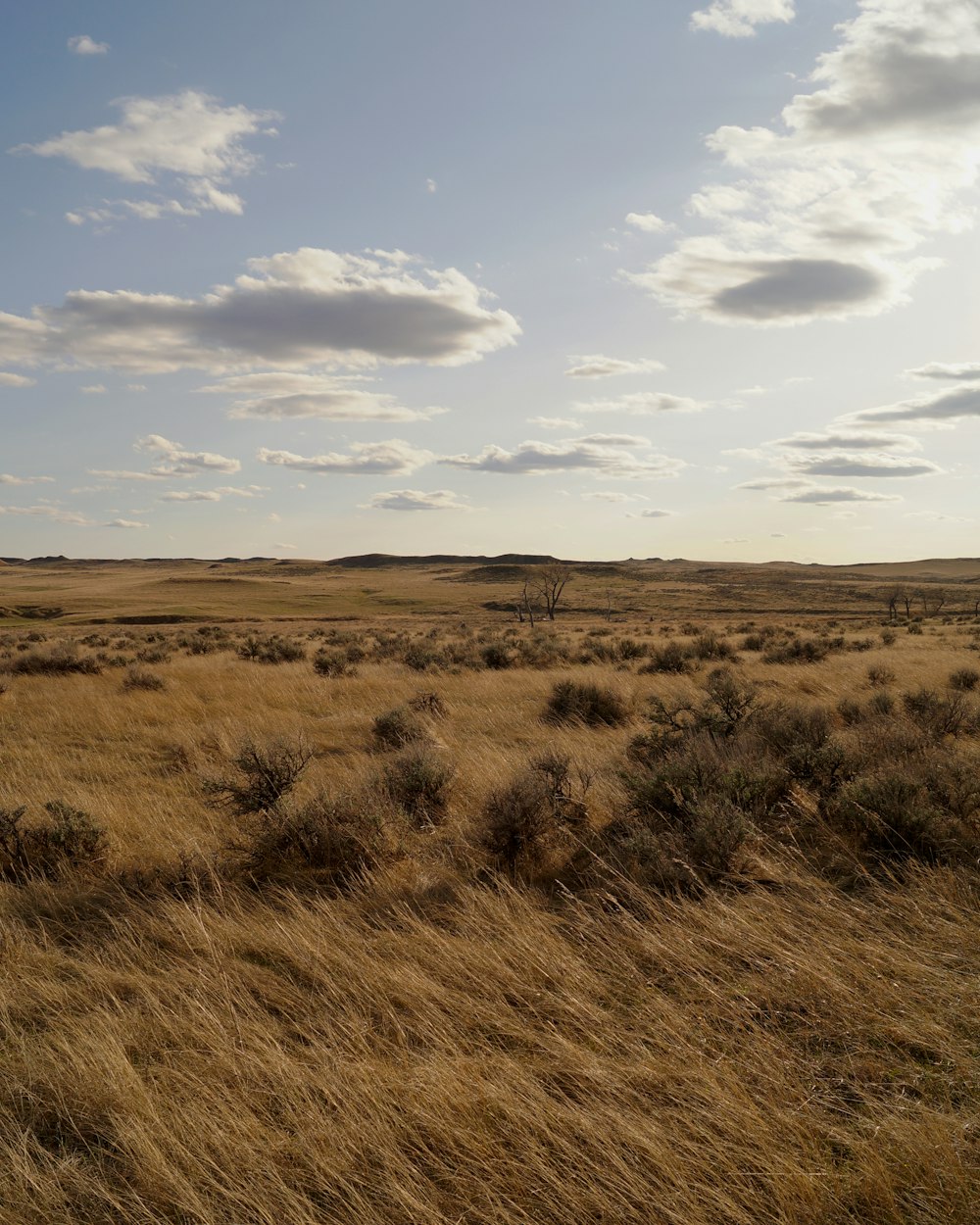 brown grass field under blue sky during daytime