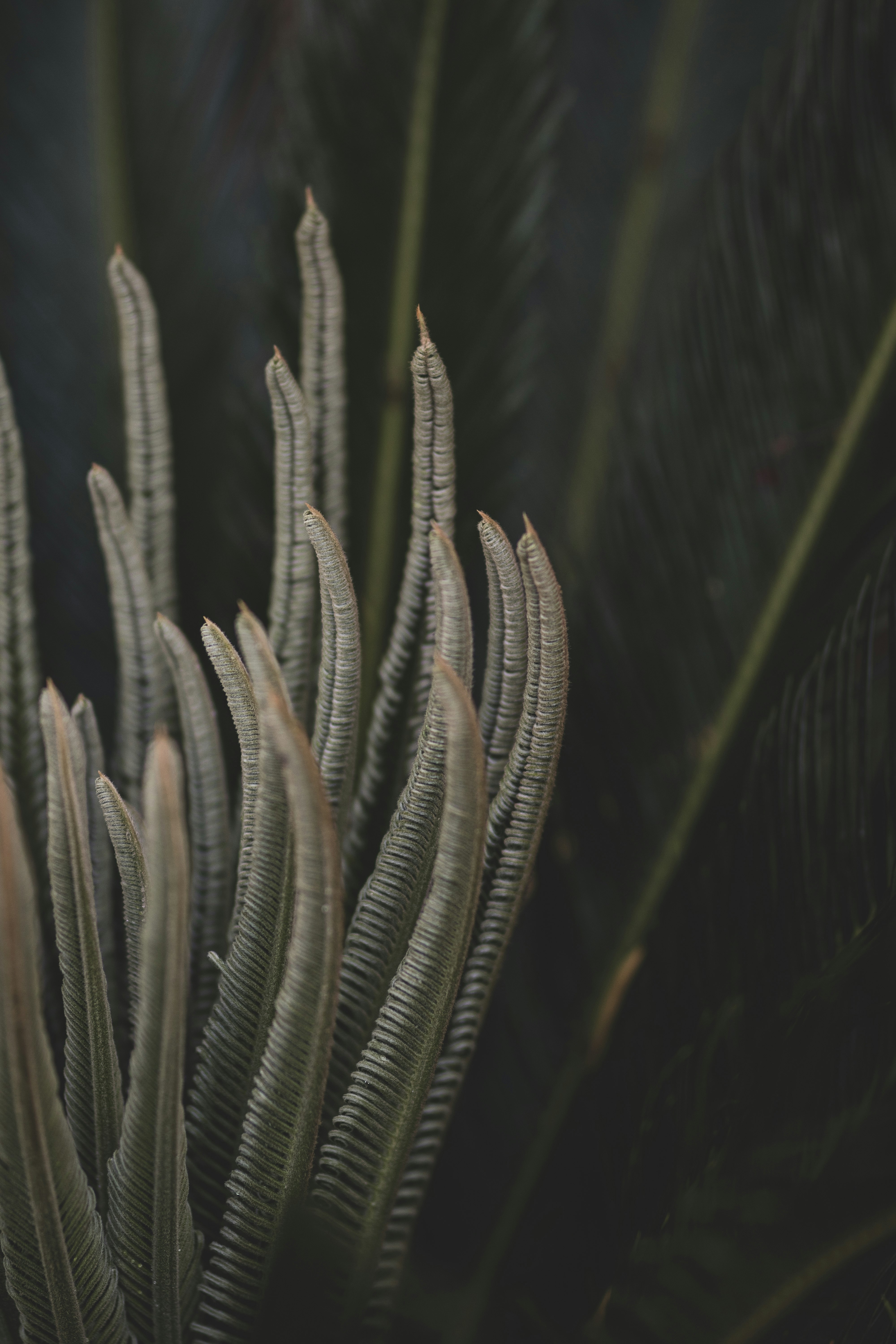 white plant in close up photography