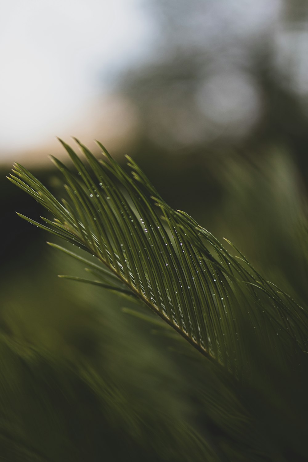 green leaf plant during daytime