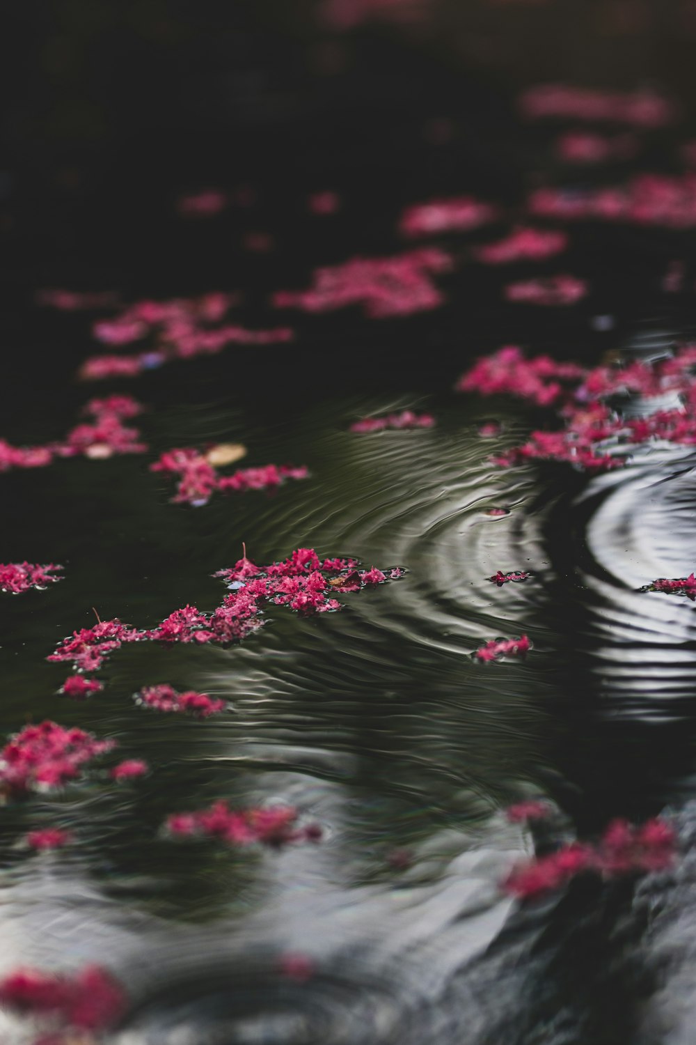 pink flowers on water during daytime