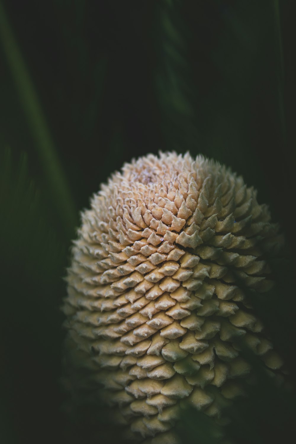 weiße und braune Blume in Nahaufnahmen