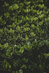 green hedge bush leaves close up