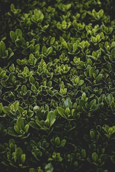 green hedge bush leaves close up