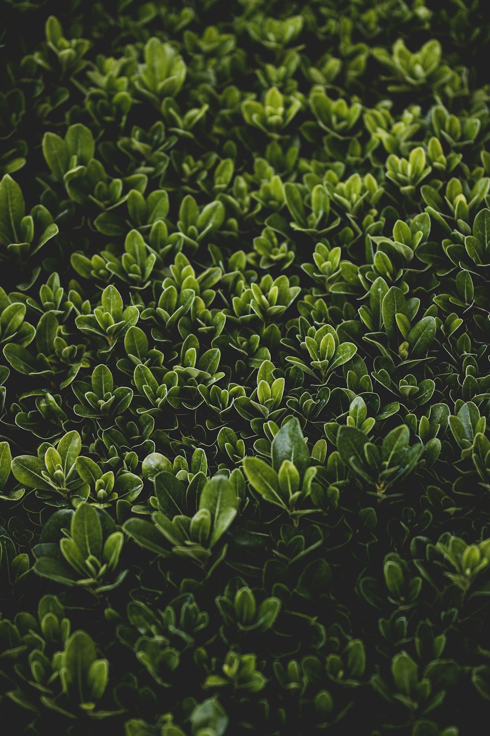 hojas verdes sobre fondo negro
