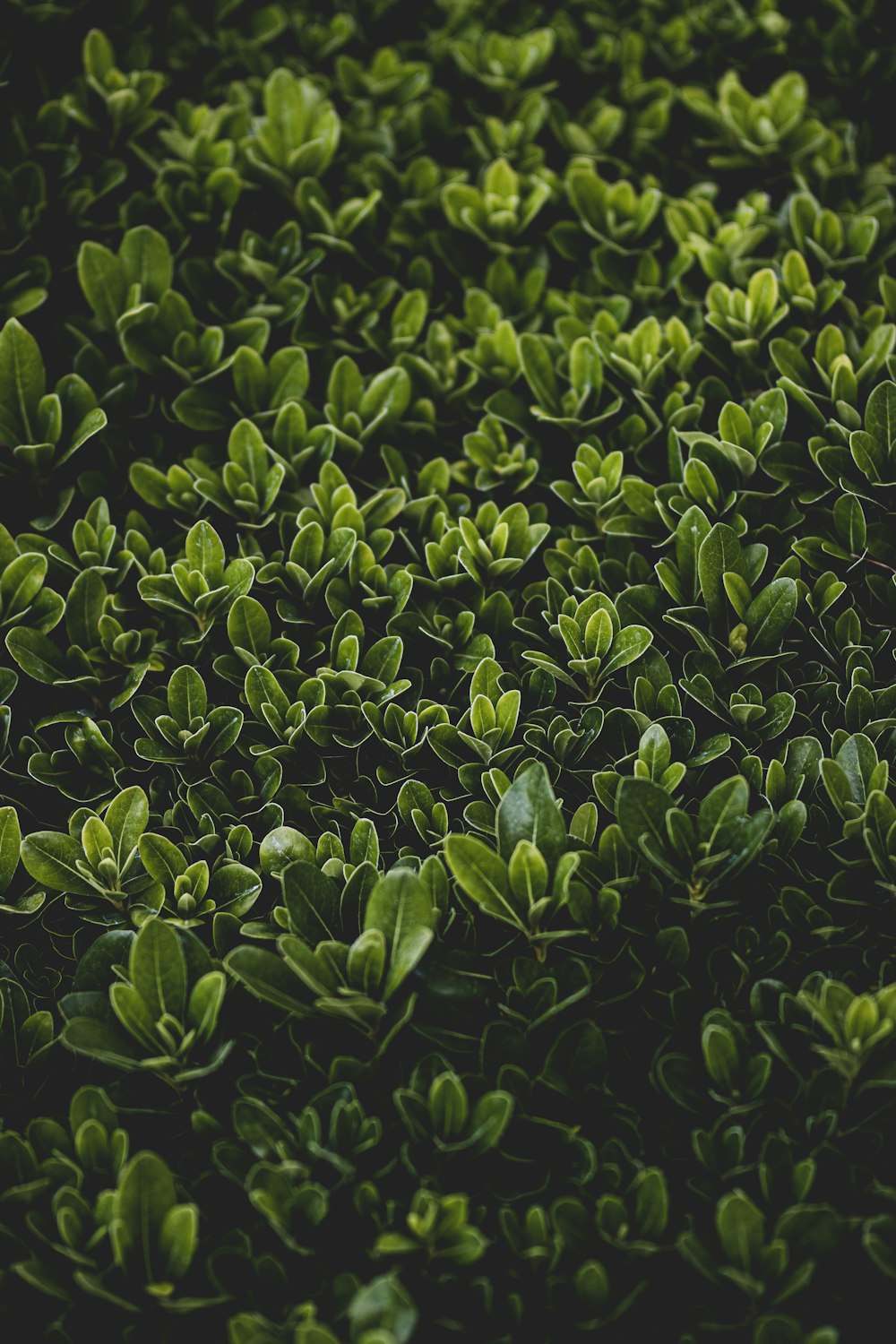 green leaves on black background