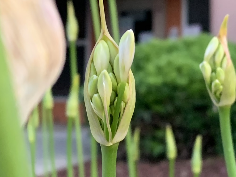 green flower bud in tilt shift lens