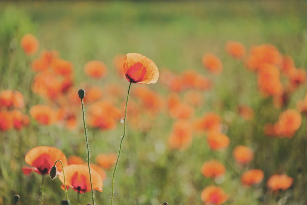 orange flower buds in tilt shift lens