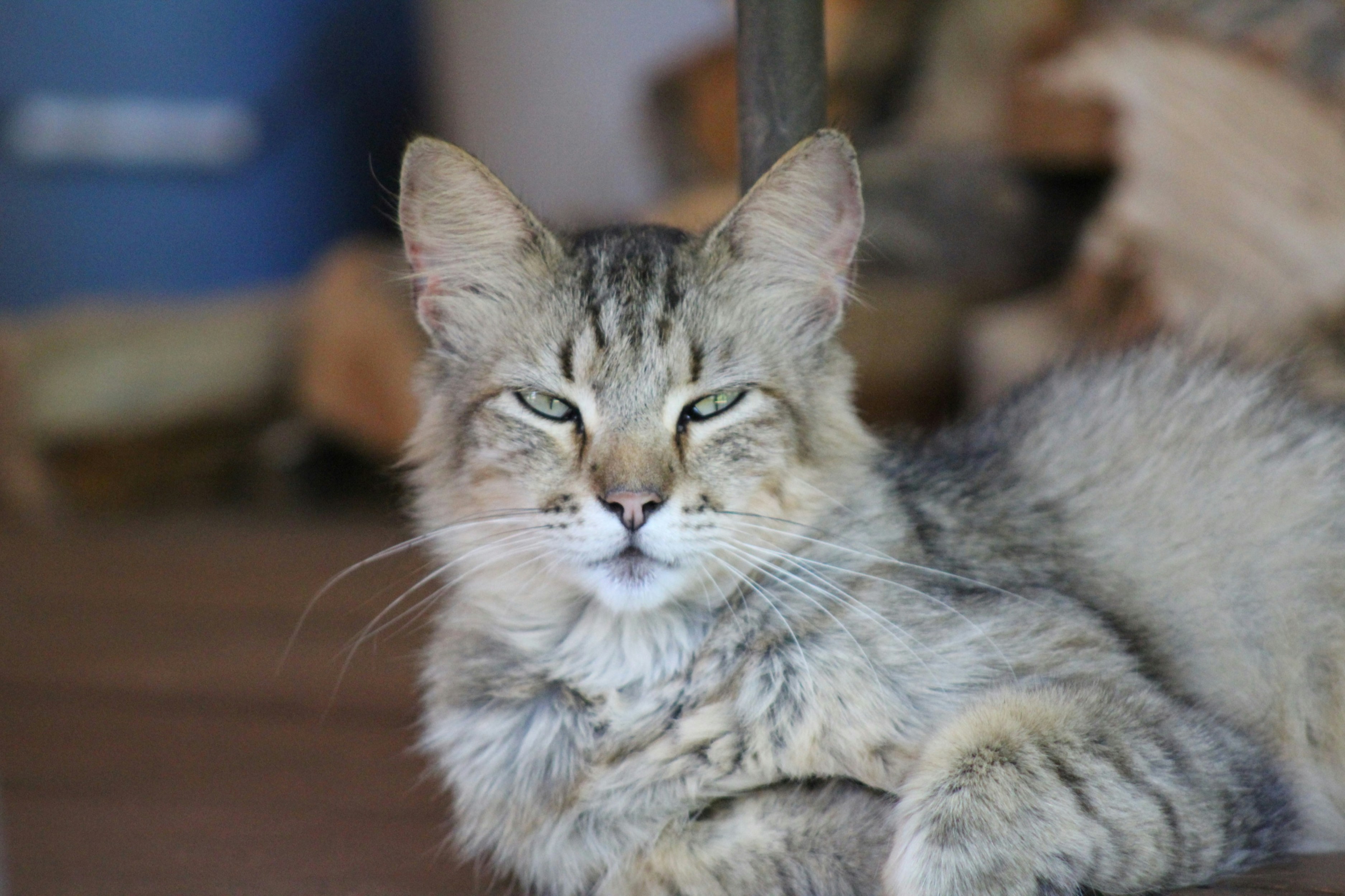 brown tabby cat on brown wooden table
