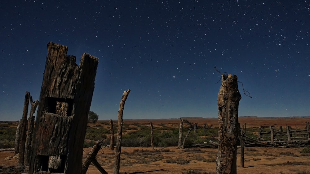 brown tree trunk under blue sky during night time