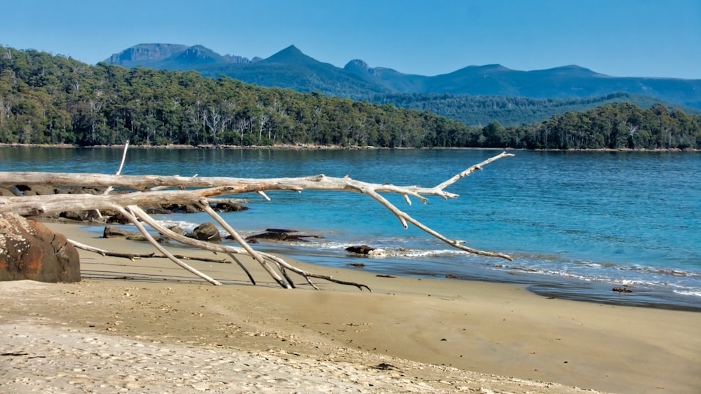 brown wooden stick on seashore during daytime