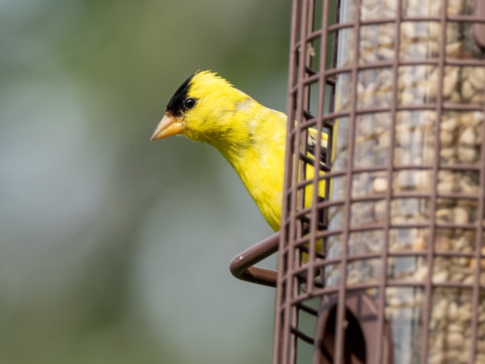 yellow bird on black cage