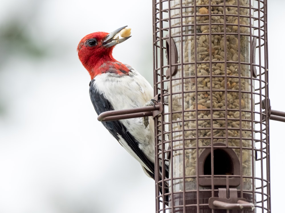 red white and black bird on brown tree branch