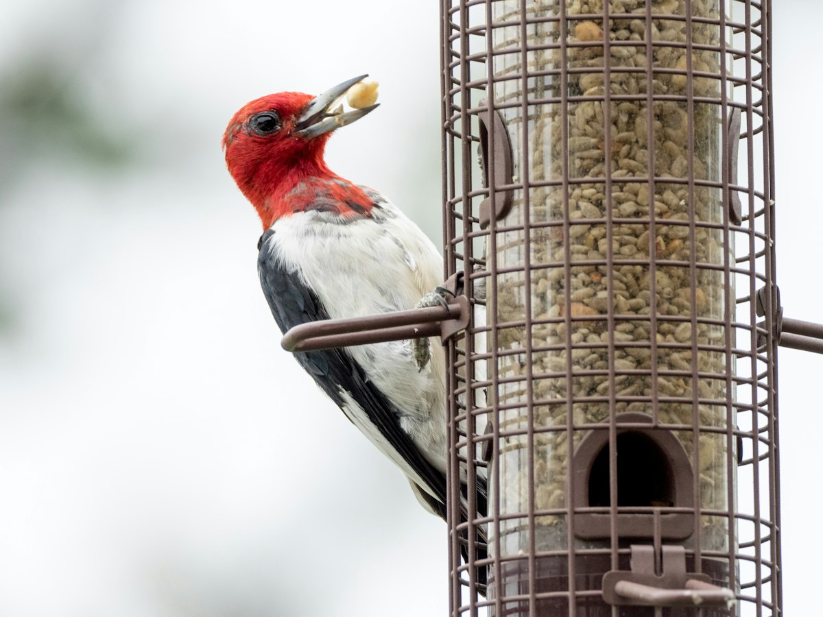 Red, white and black woodpecker on a branch - larger woodpeckers need a double suet feeder
