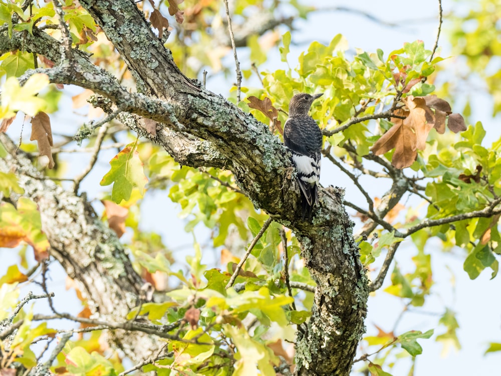 black and brown bird on tree branch during daytime