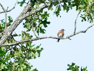 brown and white bird on tree branch during daytime missouri teams background