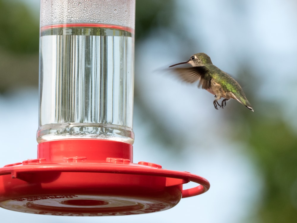 brown and black humming bird