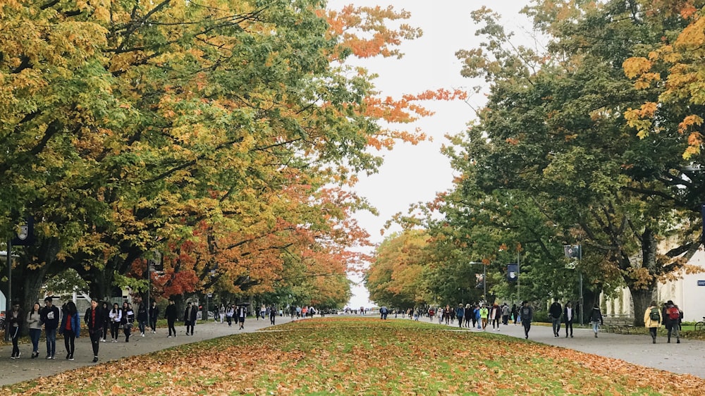 people walking on park with trees during daytime