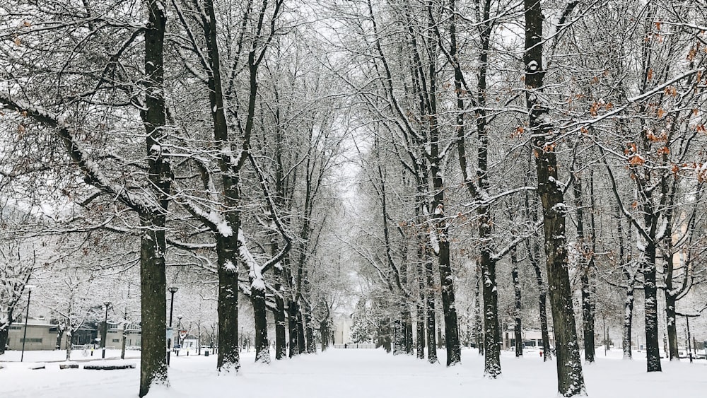 bare trees covered with snow during daytime