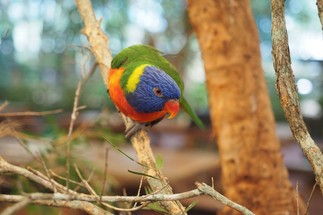 green yellow and orange bird on brown tree branch during daytime