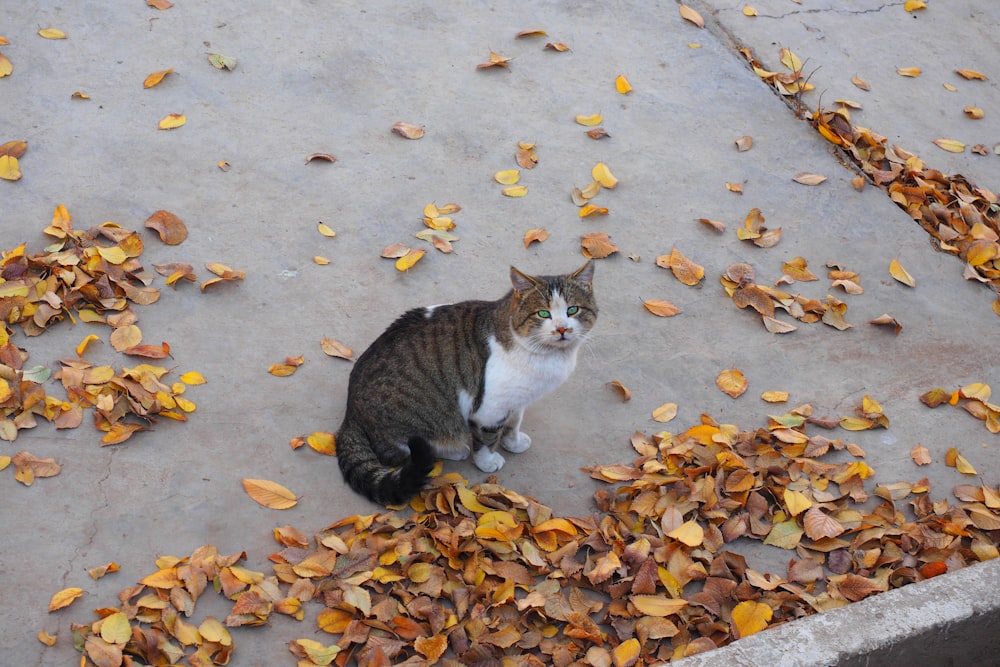 brown and white cat on brown leaves