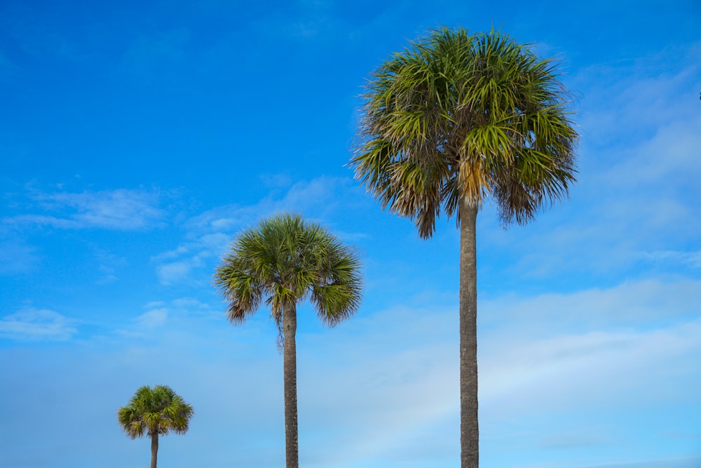 green palm tree under blue sky during daytime