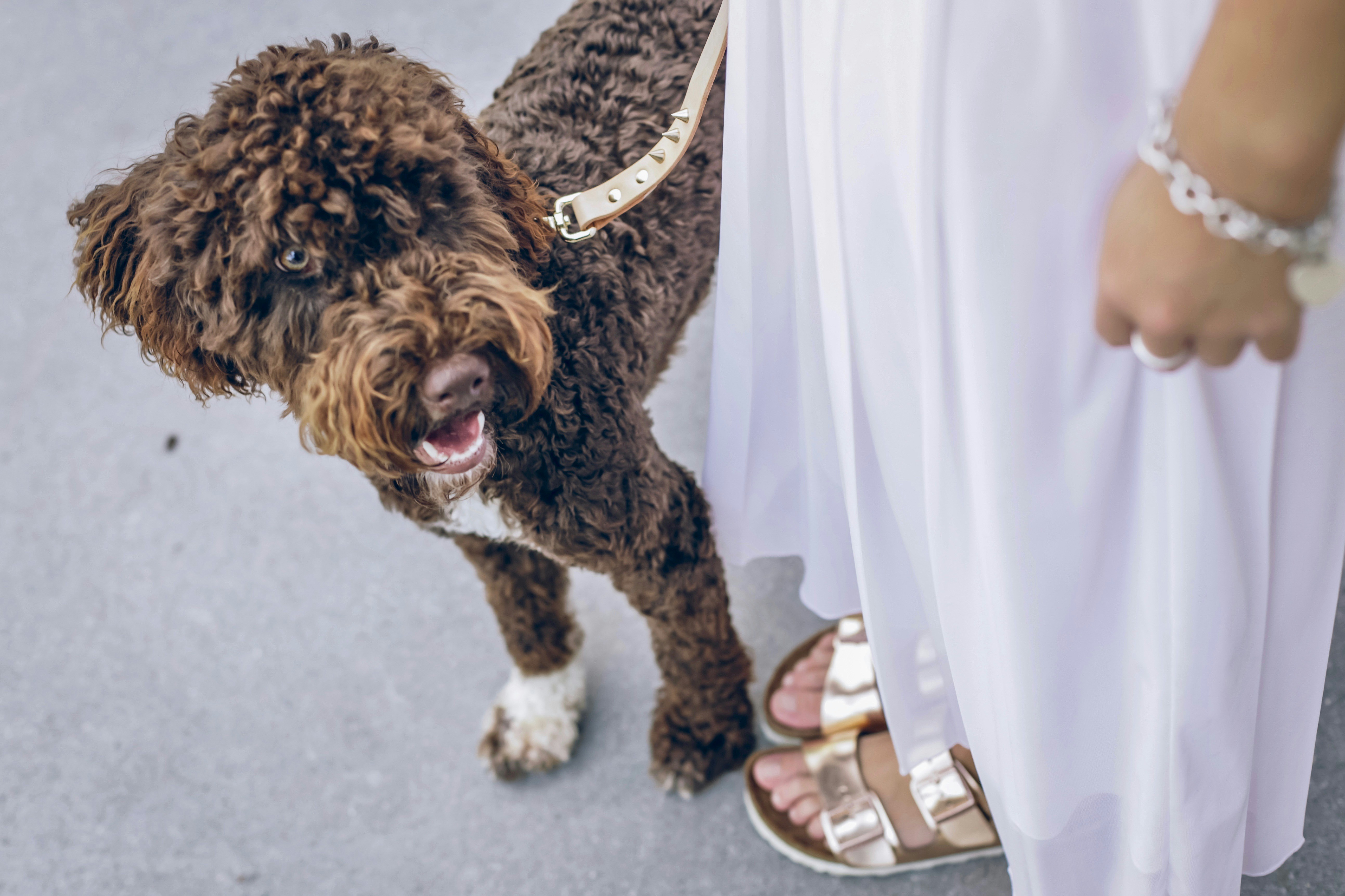wedding pets soft focus, wallpaper, Pet-Friendly Weddings: Including Your Furry Friends 4