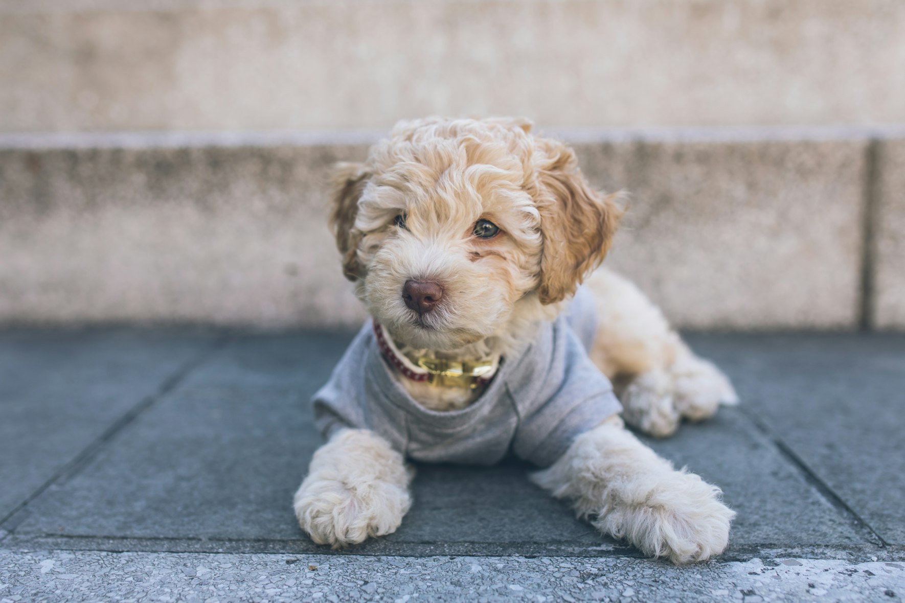 Cavapoo Pros and cons
