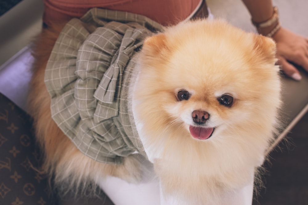 brown pomeranian puppy on white and black pillow