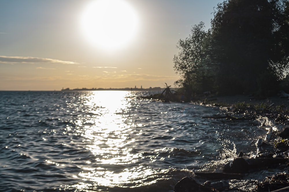 green trees beside body of water during daytime