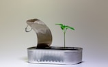 A small plant sprouting from soil next to an opened Grow Merch metal can on a wooden table.