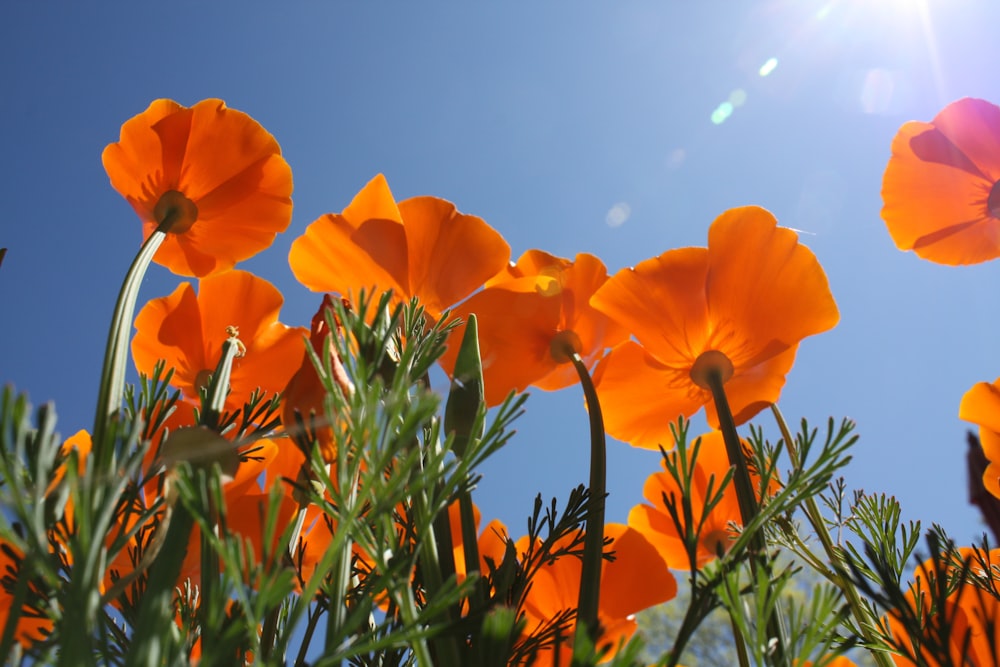 orange flower under blue sky during daytime