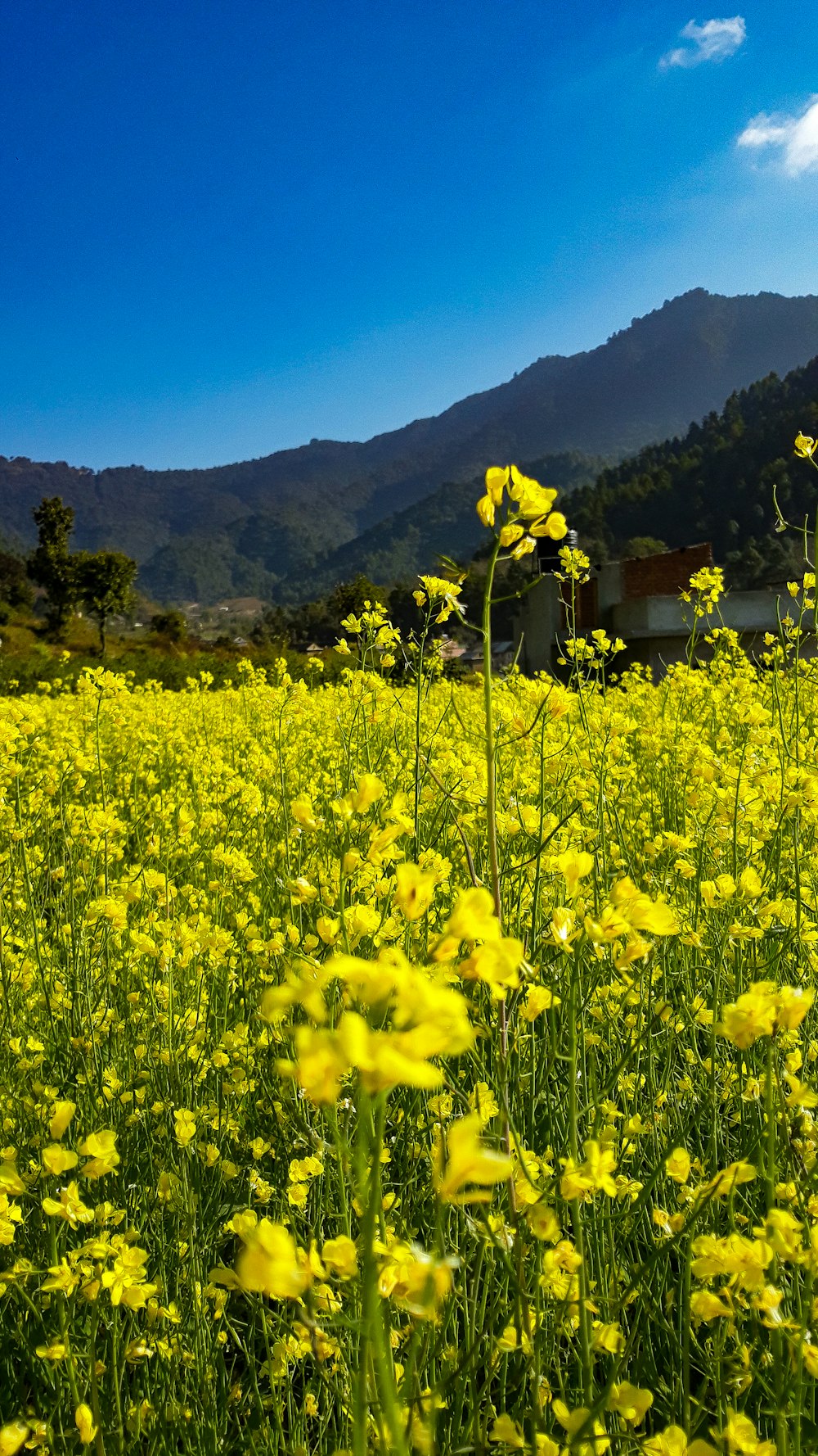 campo de flores amarillas durante el día