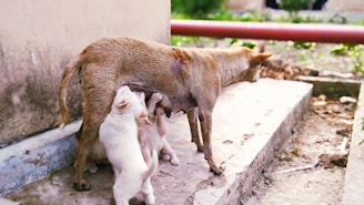 A mother dog is standing on a concrete surface while three puppies are nursing from her. The environment appears to be outdoors with some grass and a pipe visible in the background.