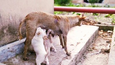 A mother dog is standing on a concrete surface while three puppies are nursing from her. The environment appears to be outdoors with some grass and a pipe visible in the background.