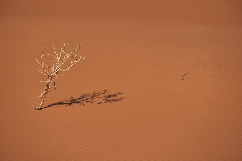 leafless tree on snow covered ground