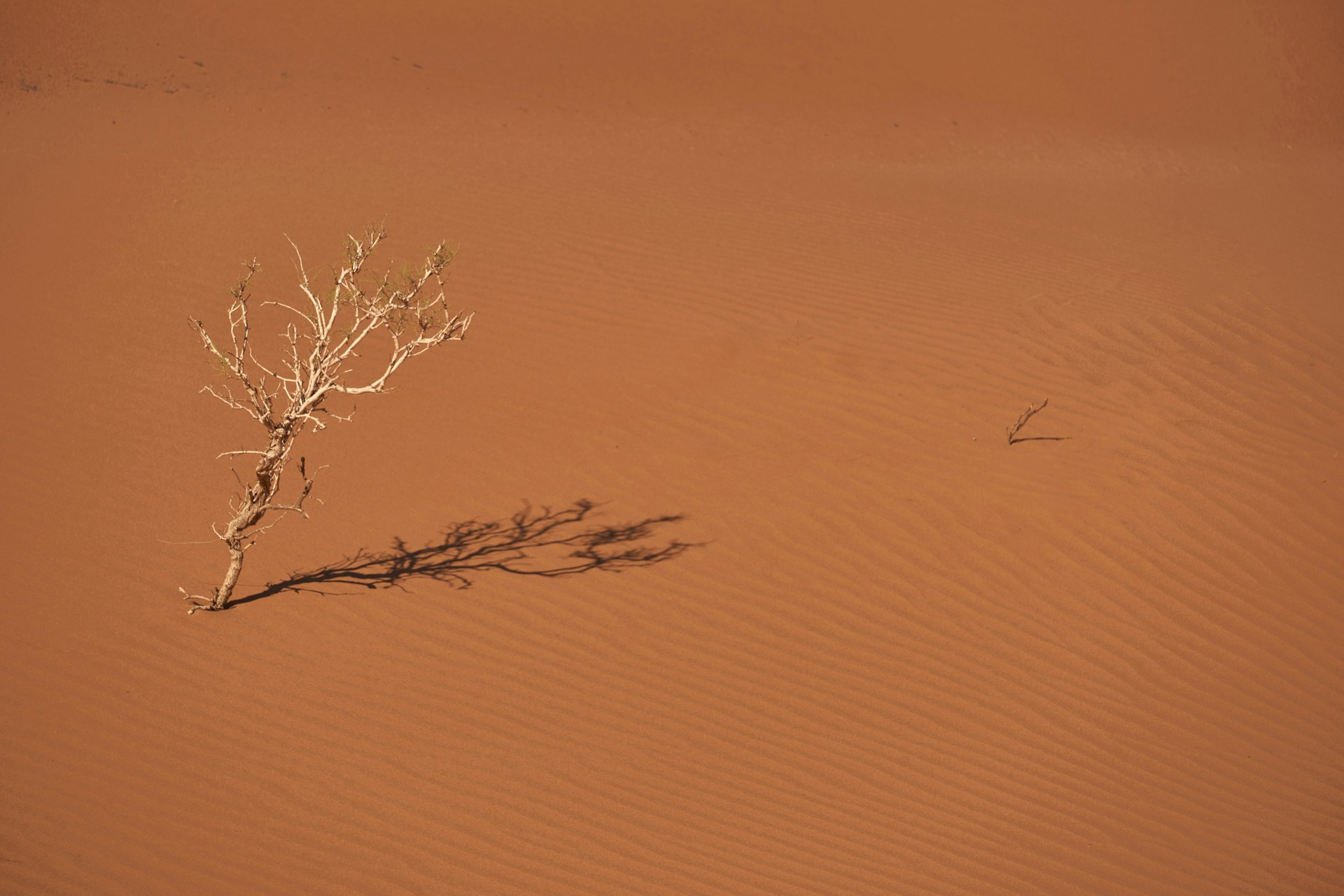 leafless tree on snow covered ground