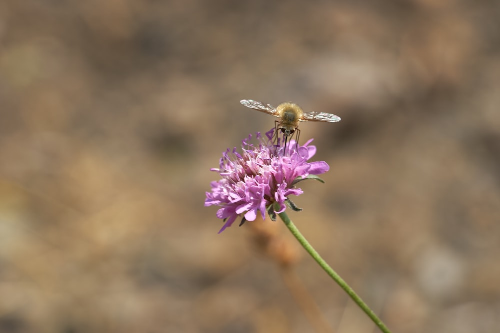 brown and black bee on purple flower