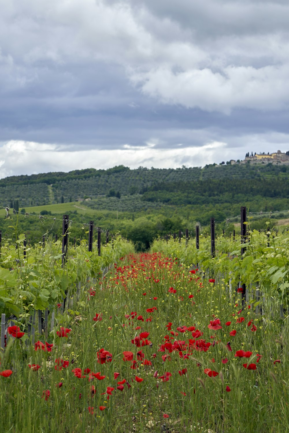 champ de fleurs rouges sous des nuages blancs pendant la journée