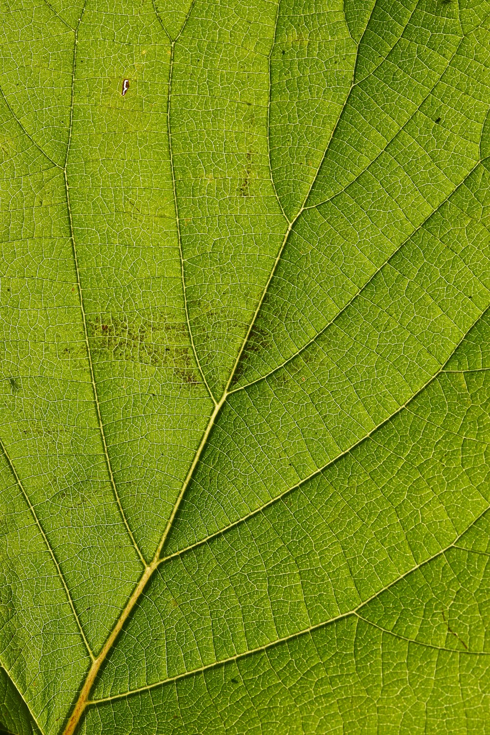 green leaf in close up photography