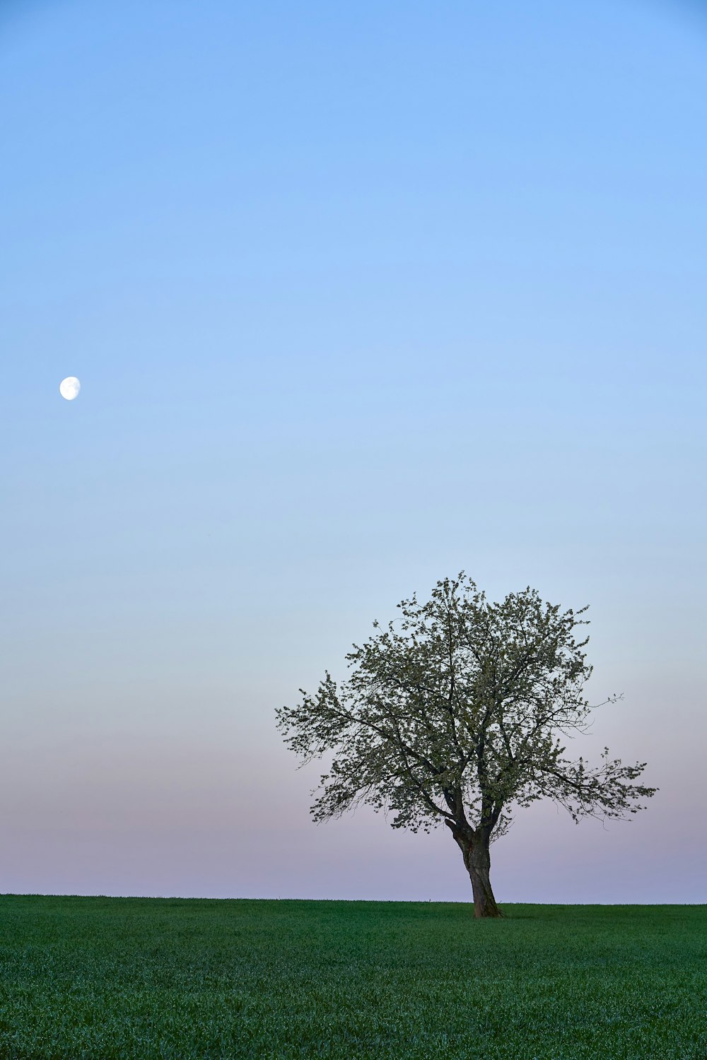 green tree under blue sky during daytime