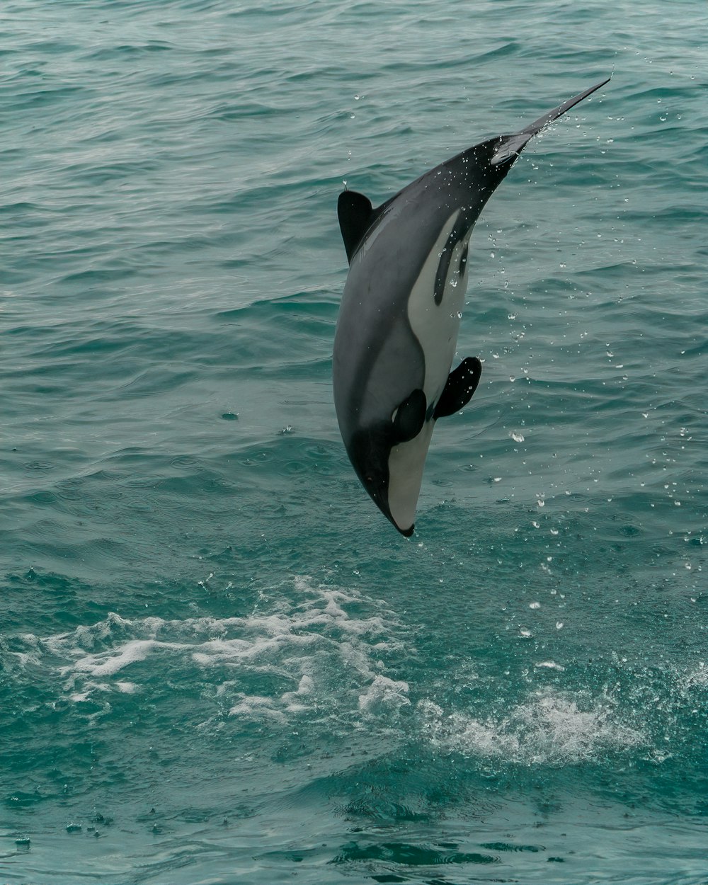 black and white whale on water during daytime