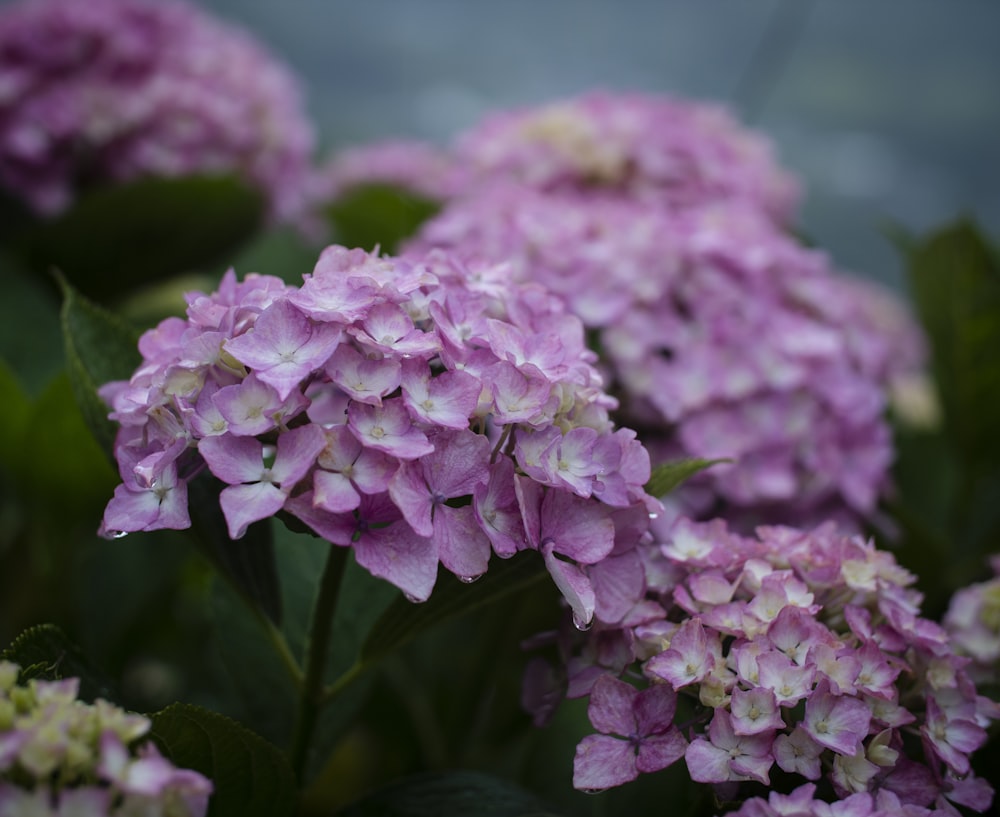 a bunch of purple flowers with green leaves