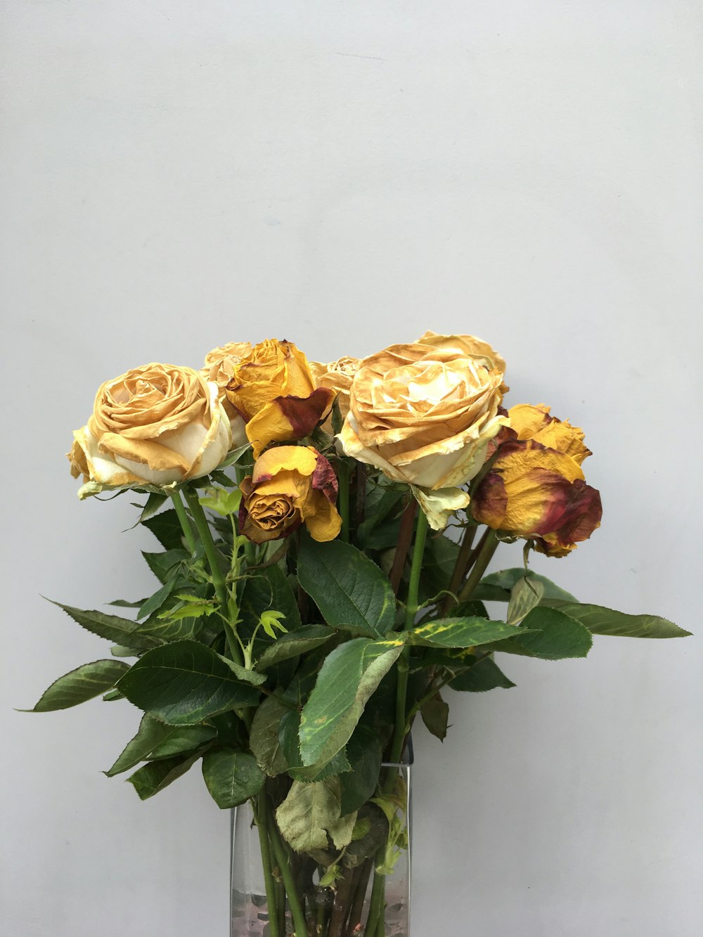 yellow roses in clear glass vase